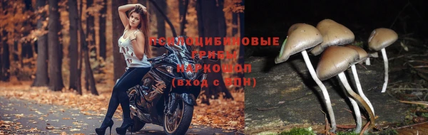 эйфоретик Алзамай